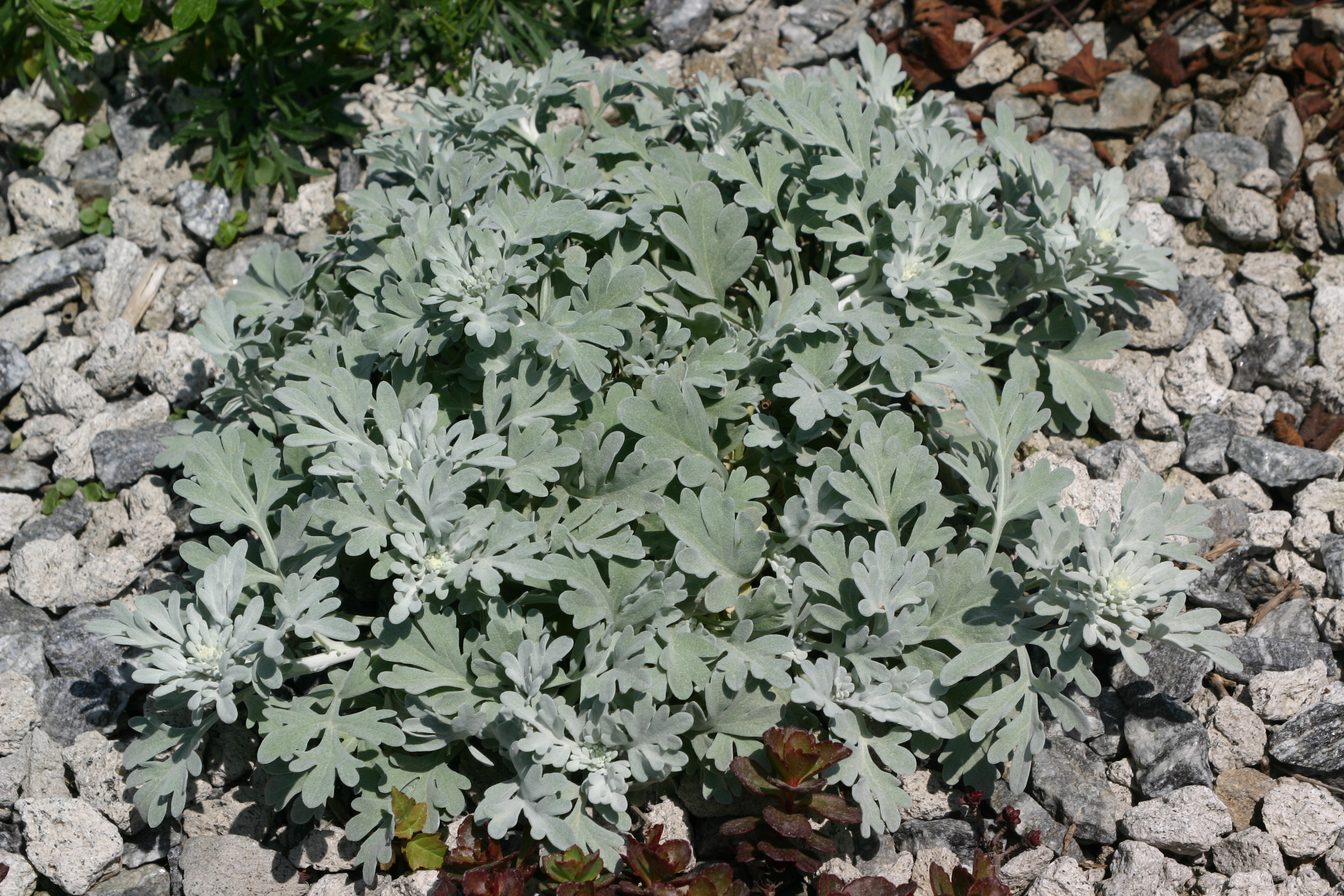 Artemisia stelleriana 'Silver Brocade'